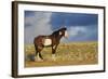 Wild Horses. Steens Mountains, Oregon-Ken Archer-Framed Photographic Print