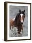 Wild Horses, Steens Mountains-Ken Archer-Framed Premium Photographic Print