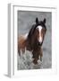 Wild Horses, Steens Mountains-Ken Archer-Framed Premium Photographic Print