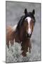 Wild Horses, Steens Mountains-Ken Archer-Mounted Premium Photographic Print