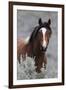 Wild Horses, Steens Mountains-Ken Archer-Framed Premium Photographic Print