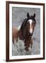 Wild Horses, Steens Mountains-Ken Archer-Framed Premium Photographic Print