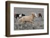 Wild Horses, Steens Mountains-Ken Archer-Framed Photographic Print