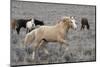 Wild Horses, Steens Mountains-Ken Archer-Mounted Photographic Print