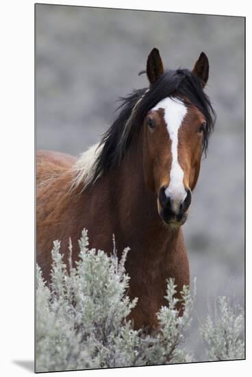 Wild Horses, Steens Mountains-Ken Archer-Mounted Premium Photographic Print
