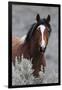 Wild Horses, Steens Mountains-Ken Archer-Framed Premium Photographic Print