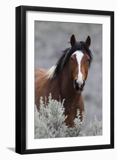 Wild Horses, Steens Mountains-Ken Archer-Framed Photographic Print