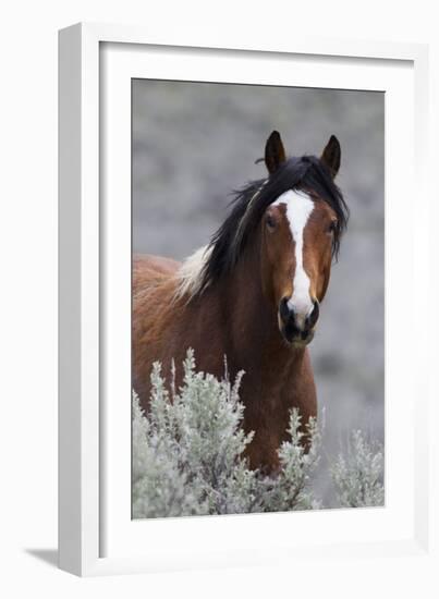 Wild Horses, Steens Mountains-Ken Archer-Framed Photographic Print