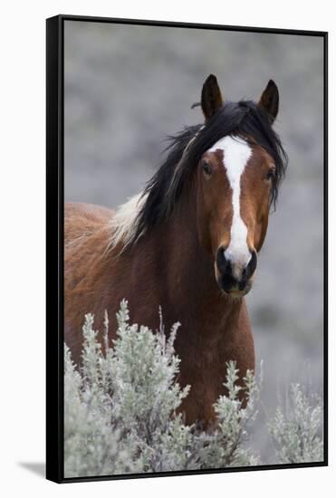 Wild Horses, Steens Mountains-Ken Archer-Framed Stretched Canvas