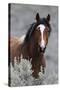 Wild Horses, Steens Mountains-Ken Archer-Stretched Canvas