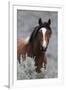 Wild Horses, Steens Mountains-Ken Archer-Framed Photographic Print