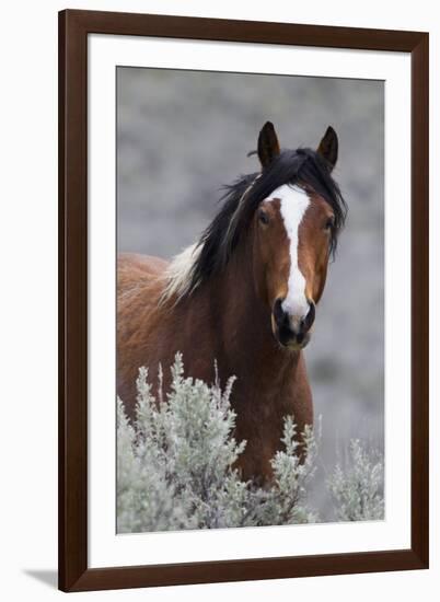 Wild Horses, Steens Mountains-Ken Archer-Framed Photographic Print