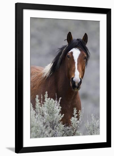 Wild Horses, Steens Mountains-Ken Archer-Framed Photographic Print