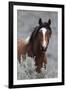 Wild Horses, Steens Mountains-Ken Archer-Framed Photographic Print