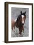 Wild Horses, Steens Mountains-Ken Archer-Framed Photographic Print