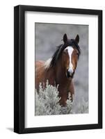 Wild Horses, Steens Mountains-Ken Archer-Framed Photographic Print