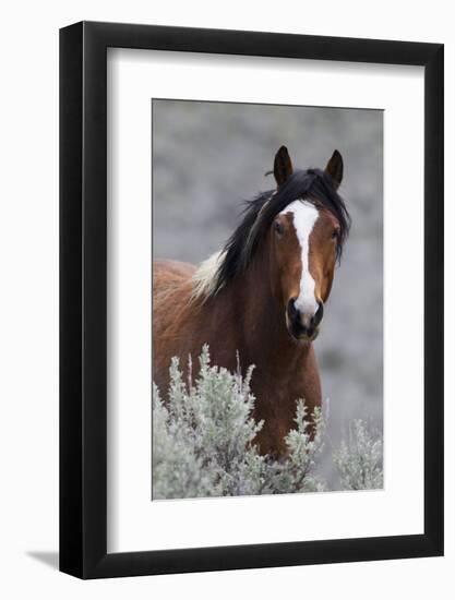 Wild Horses, Steens Mountains-Ken Archer-Framed Photographic Print