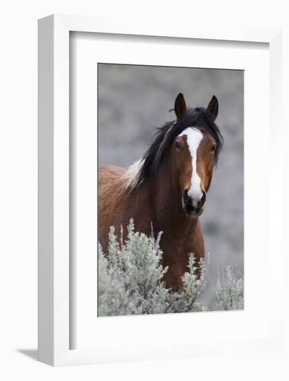 Wild Horses, Steens Mountains-Ken Archer-Framed Photographic Print