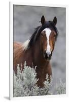 Wild Horses, Steens Mountains-Ken Archer-Framed Photographic Print