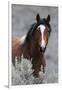 Wild Horses, Steens Mountains-Ken Archer-Framed Photographic Print