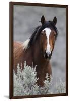 Wild Horses, Steens Mountains-Ken Archer-Framed Photographic Print