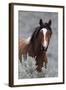 Wild Horses, Steens Mountains-Ken Archer-Framed Photographic Print