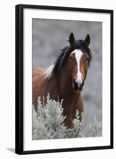 Wild Horses, Steens Mountains-Ken Archer-Framed Photographic Print