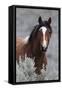 Wild Horses, Steens Mountains-Ken Archer-Framed Stretched Canvas