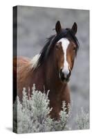 Wild Horses, Steens Mountains-Ken Archer-Stretched Canvas