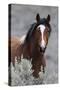 Wild Horses, Steens Mountains-Ken Archer-Stretched Canvas