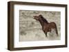 Wild Horses, Steens Mountains-Ken Archer-Framed Photographic Print