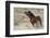 Wild Horses, Steens Mountains-Ken Archer-Framed Photographic Print