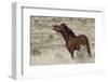 Wild Horses, Steens Mountains-Ken Archer-Framed Photographic Print