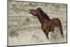 Wild Horses, Steens Mountains-Ken Archer-Mounted Photographic Print