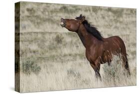 Wild Horses, Steens Mountains-Ken Archer-Stretched Canvas