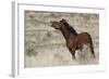 Wild Horses, Steens Mountains-Ken Archer-Framed Photographic Print