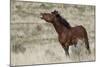 Wild Horses, Steens Mountains-Ken Archer-Mounted Photographic Print