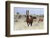 Wild Horses, Steens Mountains-Ken Archer-Framed Photographic Print