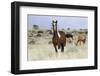 Wild Horses, Steens Mountains-Ken Archer-Framed Photographic Print