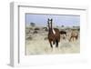 Wild Horses, Steens Mountains-Ken Archer-Framed Photographic Print