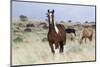 Wild Horses, Steens Mountains-Ken Archer-Mounted Photographic Print