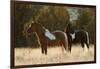 Wild Horses, Steens Mountains-Ken Archer-Framed Photographic Print