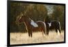 Wild Horses, Steens Mountains-Ken Archer-Framed Photographic Print