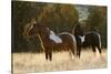 Wild Horses, Steens Mountains-Ken Archer-Stretched Canvas