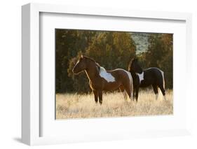 Wild Horses, Steens Mountains-Ken Archer-Framed Photographic Print