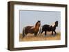 Wild Horses, Steens Mountains-Ken Archer-Framed Photographic Print