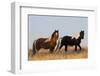 Wild Horses, Steens Mountains-Ken Archer-Framed Photographic Print