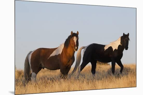 Wild Horses, Steens Mountains-Ken Archer-Mounted Premium Photographic Print