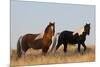 Wild Horses, Steens Mountains-Ken Archer-Mounted Premium Photographic Print