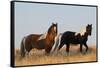 Wild Horses, Steens Mountains-Ken Archer-Framed Stretched Canvas